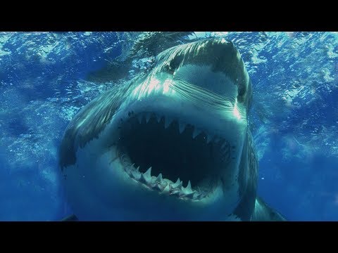 Видео: 10 САМЫХ ОПАСНЫХ АКУЛ В МИРЕ