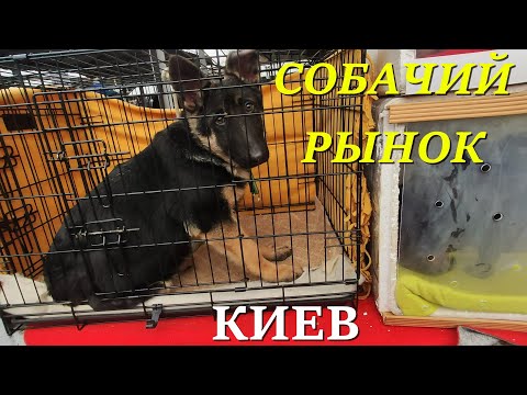 Видео: КИЕВ.  КУРЕНЕВСКИЙ РЫНОК СЕГОДНЯ. УЗНАЮ ЦЕНЫ НА СОБАК И КОТОВ