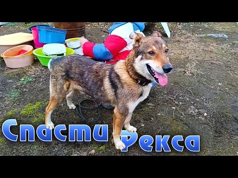 Видео: Спасти Рекса.