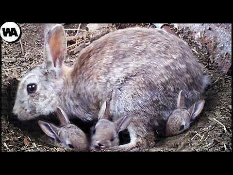 Видео: Вот Почему Детство Кроликов Такое Ужасное