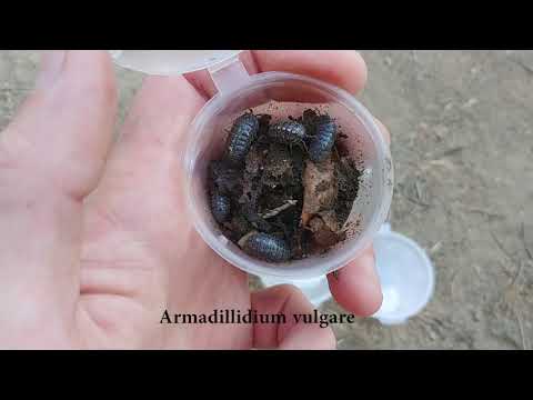 Видео: Герпинг Анапа