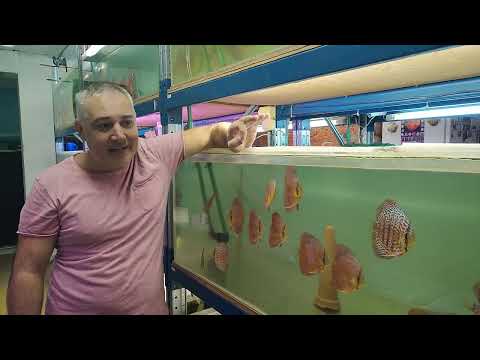 Видео: Почему сыпется и умирает личинка у дискусов на нересте?