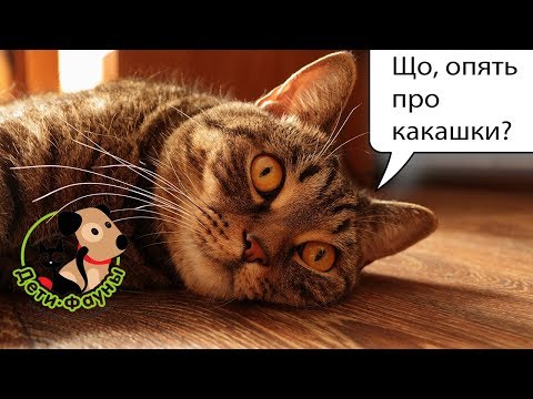 Видео: Почему собака ест кал (фекалии), землю, камни, щепки...?