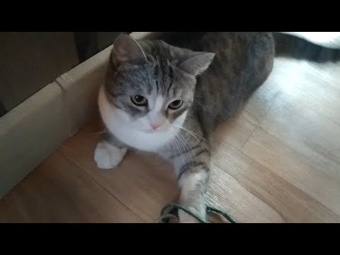 Видео: Когда играешь гладить нельзя