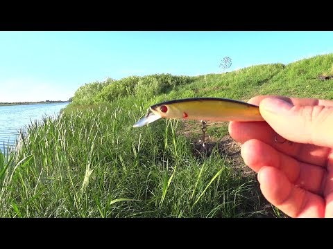 Видео: Ловля щуки на воблер Понтон 21 Каблиста! Рыбалка на реке, спиннинг. Мелкая щука на воблер!