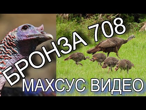 Видео: БРОНЗА 7️⃣0️⃣8️⃣ СОТУВДА ОБУНАЧИЛАРИМГА ВИДЕО ОХИРИГАЧА КУ́РИНГ БИЛИБ ОЛИНГ