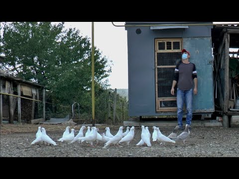 Видео: БЕШЕНАЯ ИСТОРИЯ БЕЛЫХ ГОЛУБЕЙ