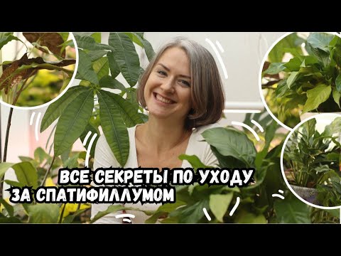 Видео: Желтеет спатифиллум / Спатифиллум / Женское счастье / Секреты ухода за спатифиллумом