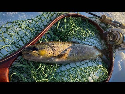 Видео: Форель весной, лучшая приманка весны, Smith Pure