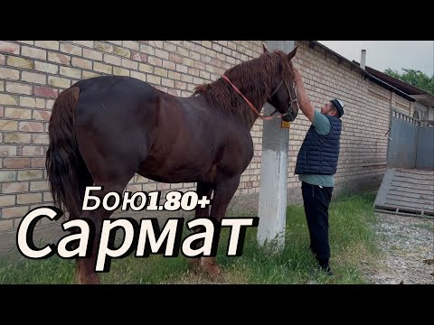 Видео: Сармат Муса акеде  Алайдан Озбеке кеткен Сармат