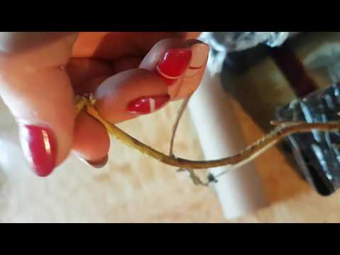 Видео: Посылка от Златпитомника! Распаковка посылки с саженцами.