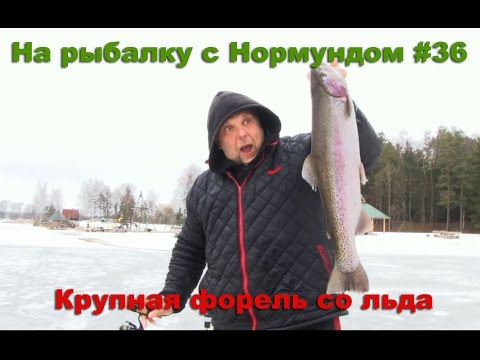 Видео: Крупная форель со льда : На рыбалку с Нормундом #36