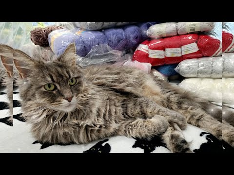 Видео: Разбираем с Мурашкой моточки 😻🧶