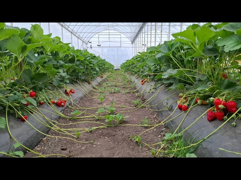 Видео: Маракуйя и клубника. 12 апреля 2025.