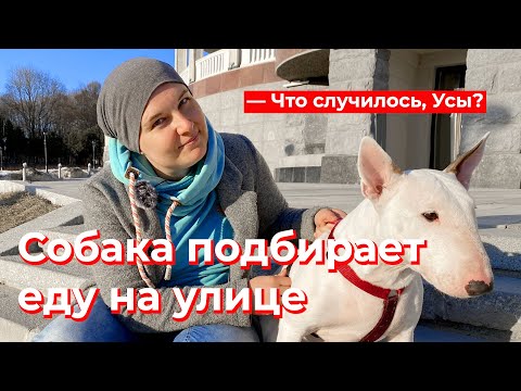 Видео: Что случилось,Усы? Собака подбирает еду на улице