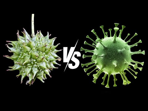 Видео: Уничтожьте грипп с помощью этого обычного садового дерева