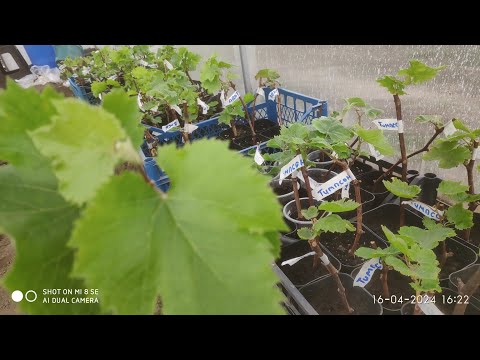 Видео: Саженцы винограда, а вернее что от них осталось