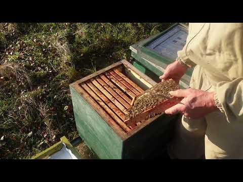 Видео: корректировка гнезда в ульях на 230 рамку