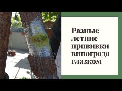 Видео: Разные летние прививки винограда глазком