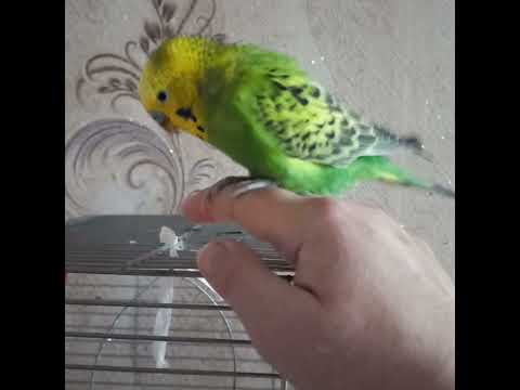 Видео: Трохи не в собі🤭