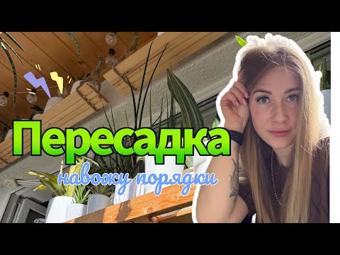Видео: Пересадка санс - болталка 💚 #сансевиерия #сансы #sansevieria #пересадка