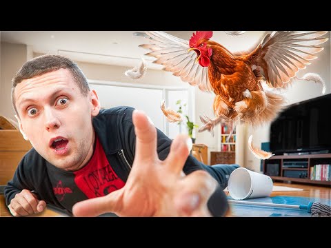 Видео: Мы подкинули ЖИВУЮ КУРИЦУ в квартиру друга! Вот что он сделал!