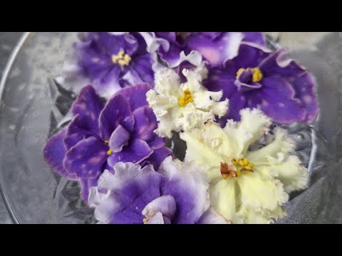 Видео: Фиалки. Новинки коллекции. Посадка листьев.