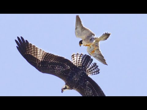 Видео: Как атакует Сапсан? Самый быстрый хищник в мире!