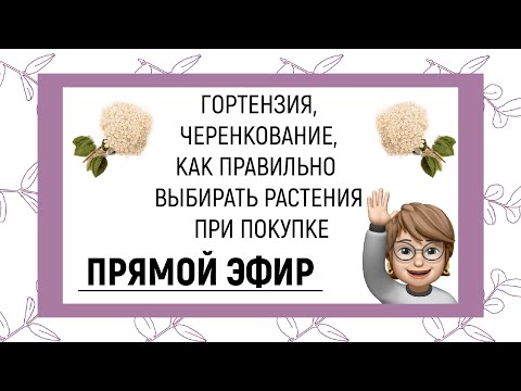 Видео: ПРЯМОЙ ЭФИР | ГОРТЕНЗИЯ, ЧЕРЕНКОВАНИЕ, КАК ВЫБИРАТЬ РАСТЕНИЯ ПРИ ПОКУПКЕ