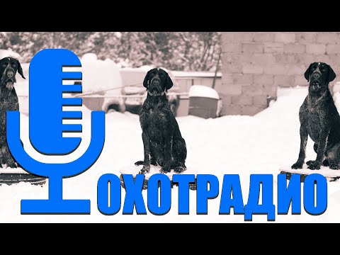 Видео: Выпуск №3🔴🟠🟡ОхотРадио -⚡⚡⚡питомник Дратхаар и Курцхаар hunting-dog.ru