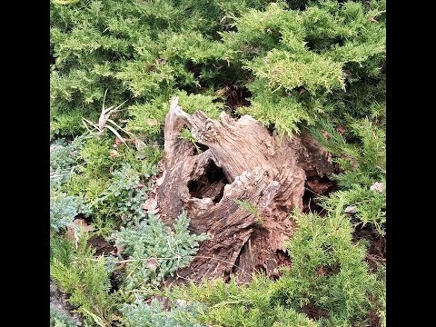 Видео: Влог "Садиба, як вона є". Пеньки.#garden #diy #rustic #сад# садиба