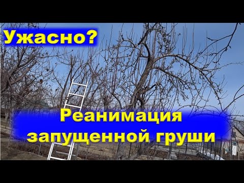 Видео: Реанимация запущенной груши