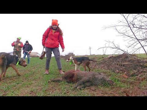 Видео: Дикий кабан Турция