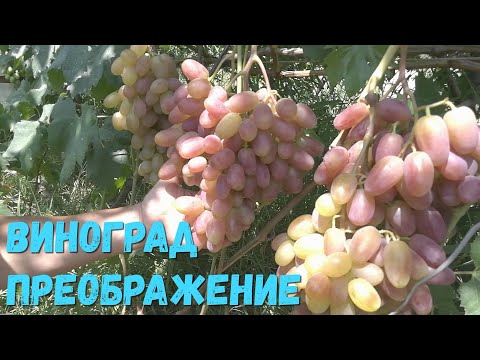 Видео: Виноград преображение.