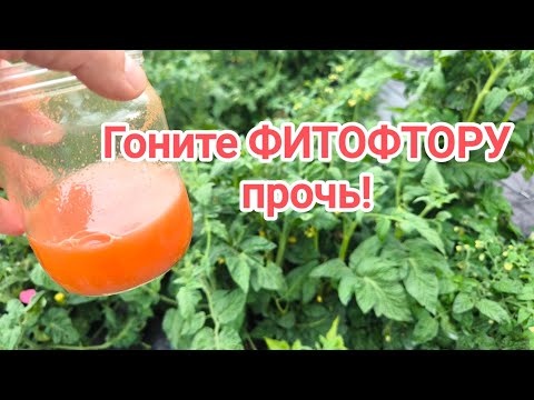 Видео: ОДНА КАПЛЯ и НИКАКОЙ ФИТОФТОРЫ! Срочное избавление от фитофторы и пероноспороза во всем огороде.