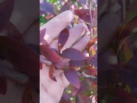 Видео: Голубика в конце октября. 🫐🍂