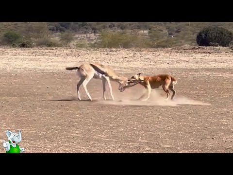 Видео: 50 Редких Битв Животных Снятых на Камеру