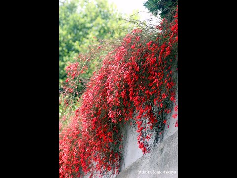 Видео: Русселия. Уход и размножение