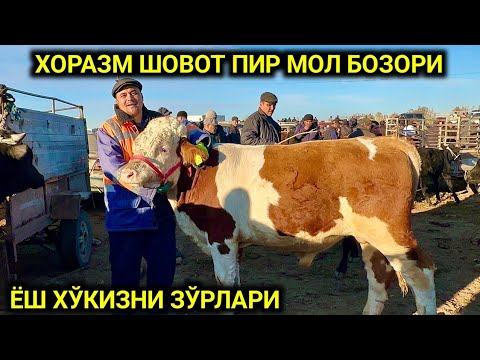 Видео: ХОРАЗМ ШОВОТ МОЛ БОЗОРИ 16 октября 2024 г.