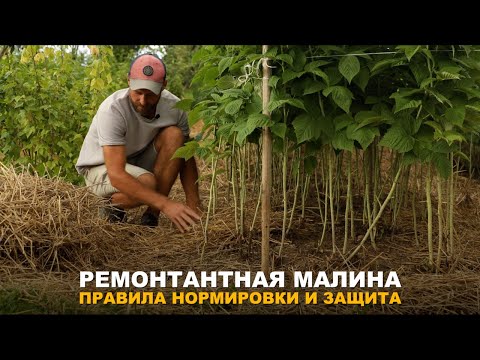 Видео: ОБЯЗАТЕЛЬНО СДЕЛАЙТЕ ЭТО С МАЛИНОЙ СЕЙЧАС. Правила нормировки и защита ремонтантной малины.