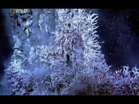 Видео: Тайны Мирового океана
