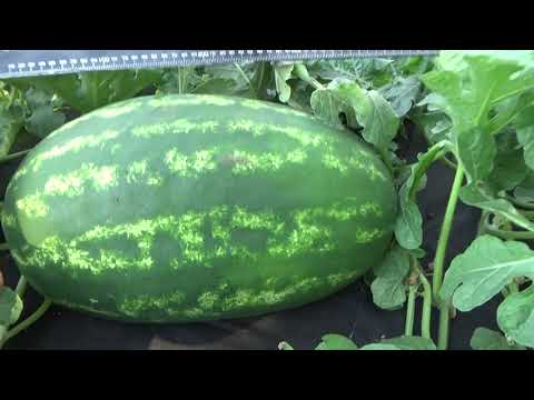 Видео: Моя Бахча. Сезон 2022 года. Часть 2