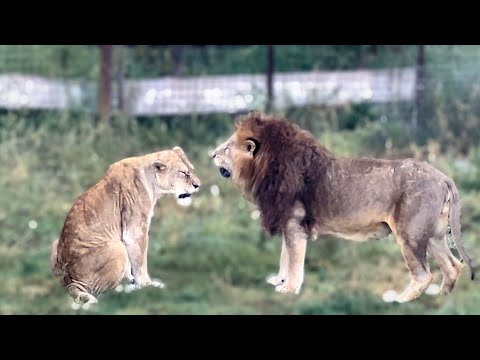 Видео: Львица Стервуля УСТРОИЛА СКАНДАЛ как всегда на ровном месте)