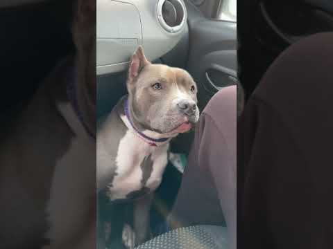 Видео: #амстафф #собака #стаффорд #трендытиктока