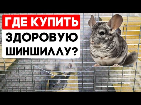 Видео: Покупка шиншиллы - где купить и как выбрать здоровую шиншиллу?