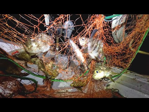 Видео: Много rockfish!