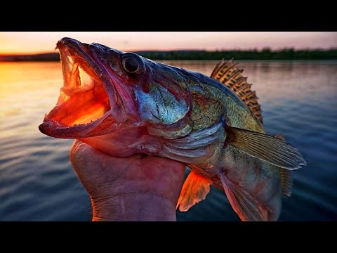 Видео: ЛОВЛЯ СУДАКА на ПРИПЯТИ | СУДАК на FISH MAGNET CHOPPY