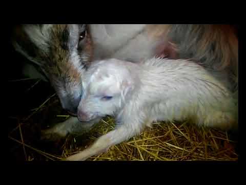 Видео: Окот второкотки о А до Я. Как мы рожали Гошу :)))