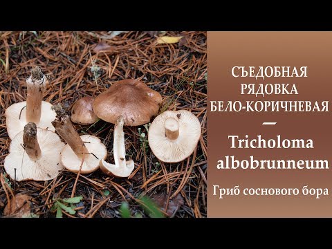 Видео: Съедобная Рядовка бело-коричневая - Tricholoma albobrunneum. Гриб соснового  бора.