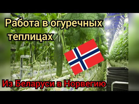 Видео: Работа в Норвегии.Работа на огуречной теплице